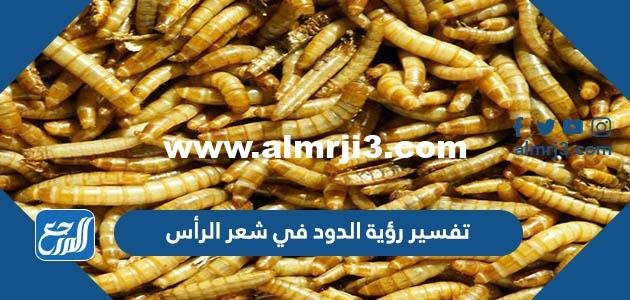 تفسير رؤية الدود في شعر الرأس للعزباء والمتزوجة والحامل