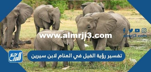 تفسير رؤية الفيل في المنام لابن سيرين وابن شاهين والنابلسي 2025 1 تفسير رؤية الفيل في المنام لابن سيرين وابن شاهين والنابلسي
