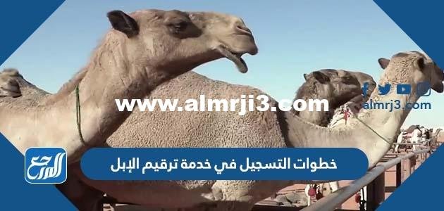 خطوات التسجيل في خدمة ترقيم الإبل والشروط المطلوبة 2025 3 خطوات التسجيل في خدمة ترقيم الإبل والشروط المطلوبة