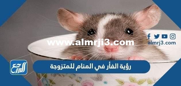 رؤية الفأر في المنام للمتزوجة