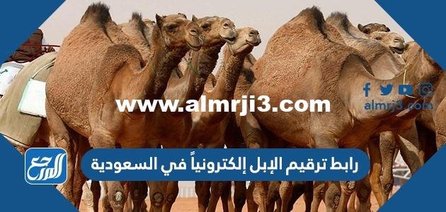 رابط ترقيم الإبل إلكترونياً في السعودية 2025 1 رابط ترقيم الإبل إلكترونياً في السعودية 2024