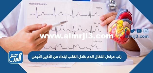 رتب مراحل انتقال الدم خلال القلب ابتداء من الأذين الأيمن