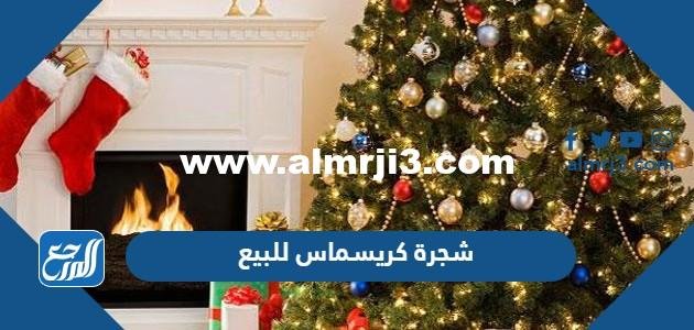 شجرة كريسماس للبيع في السعودية وكم سعرها