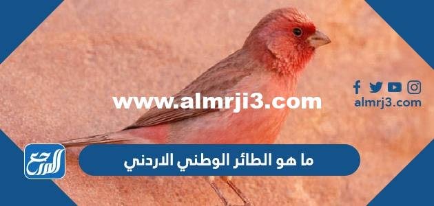ما هو الطائر الوطني الاردني بالصور 2025 3 ما هو الطائر الوطني الاردني بالصور