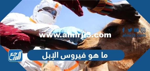 ما هو فيروس الإبل الذي أصاب ثلاثي منتخب فرنسا