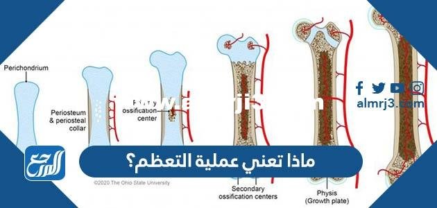 ماذا تعني عملية التعظم؟ - موقع المرجع