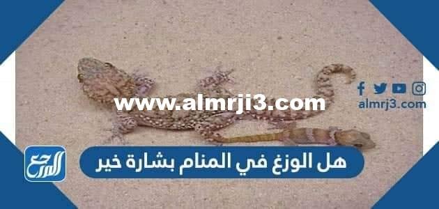 هل الوزغ في المنام بشارة خير 2025 3 هل الوزغ في المنام بشارة خير