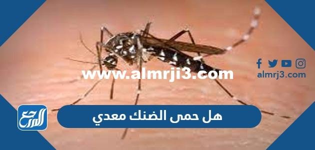 هل حمى الضنك معدي ام لا