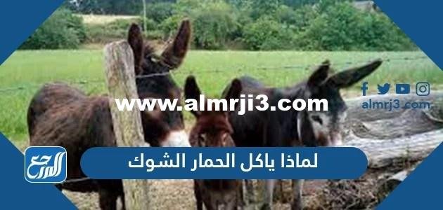 D984D985D8A7D8B0D8A7 D98AD8A7D983D984 D8A7D984D8ADD985D8A7D8B1 D8A7